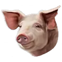 Pig