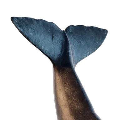 Sperm Whale